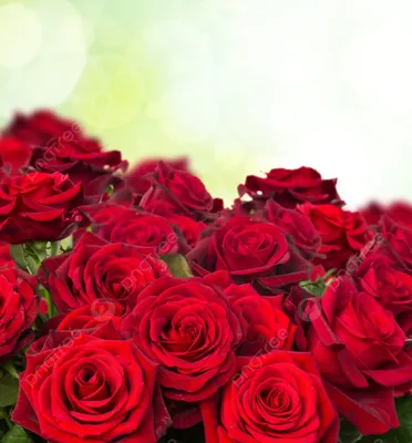 Изображение розы темно алого цвета, сохраненное в высоком разрешении