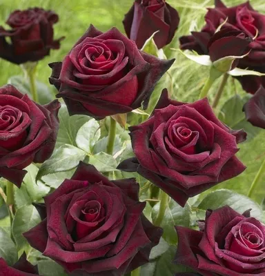 Розы темно алые: прекрасное изображение для ваших проектов