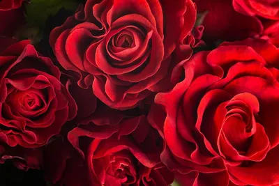Розы темно алые: фотография высокого разрешения