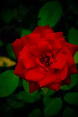 Фото роз темного алого цвета, подходящее для любых целей
