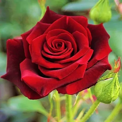 Изображение розы темно алого цвета: выберите оптимальный размер