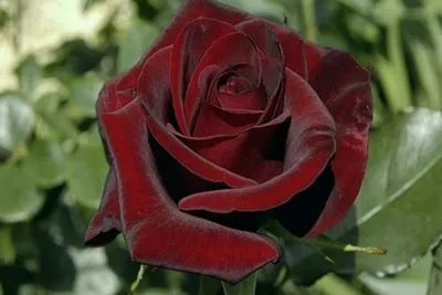 Изображение розы темно алого оттенка, доступное для скачивания