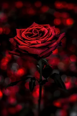 Изображение темно красных роз для вашего удовольствия