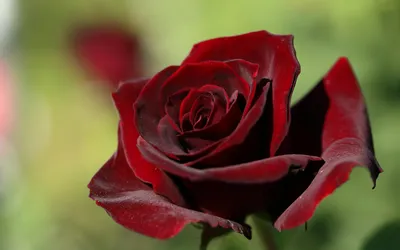 Изысканное изображение роскошных темно красных роз