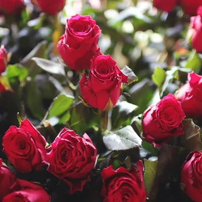 Фото темно красных роз с множеством настроек