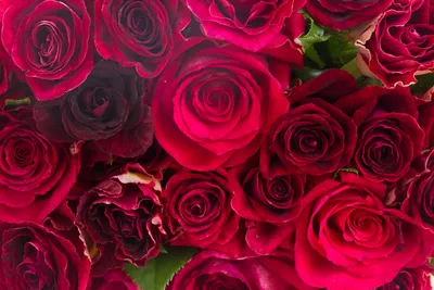 Фотка темно красных роз в стиле профессиональной фотосессии