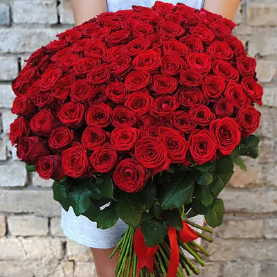 Изысканное фото темно красных роз