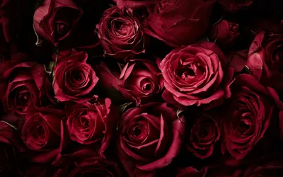 Изображение роскошных темно красных роз на выбор