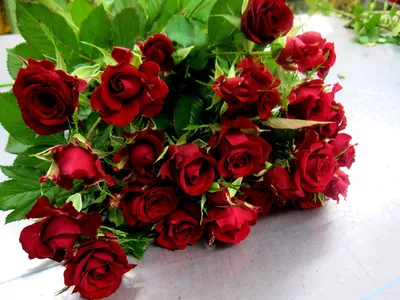 Изысканная фотография темно красных роз в оптимальном формате