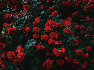 Фотография темно красных роз: выберите свою идеальную картинку
