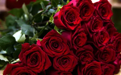 Фотография темно красных роз