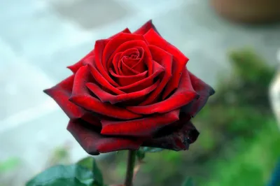 Темно красные розы: красота в каждом пикселе