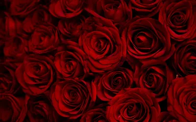 Картинка темно красных роз, которая оставит вас в восторге