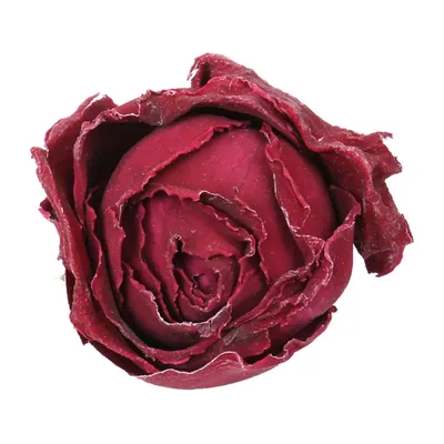Изысканная фотография роскошных темно красных роз