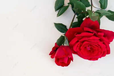 Фотография темно красных роз, удовлетворяющая все ваши требования