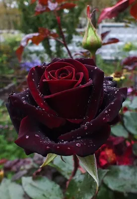 Темно красные розы: насладитесь их превосходством на фото