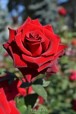 Изображение темно красных роз для скачивания в png