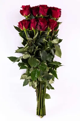 Изображение темно красных роз в высоком качестве