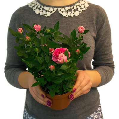 Фотографии роз в горшочках: прекрасное украшение интерьера