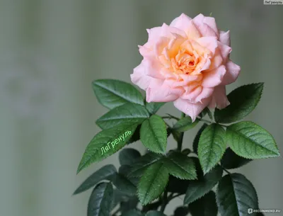 Розы в горшочках: красота, доступная для каждого
