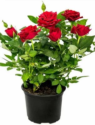 Розы в горшочках: фотогеничные цветы для вашего веб-сайта