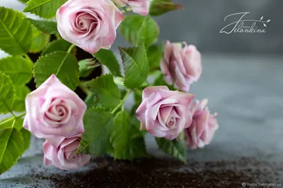 Фотка роз в горшочках: запечатлите моменты жизни