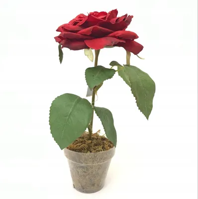 Розы в горшках: изысканное украшение вашего офиса или дома