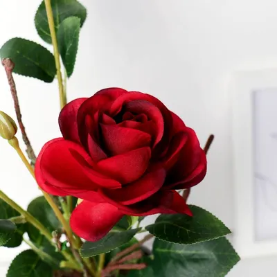 Фотографии роз в горшочках: выбирайте лучшие изображения