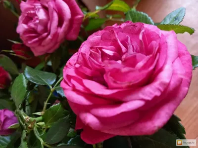 Розы в горшках: фотографии, наполняющие ваш день ароматом