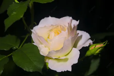 Фотографии роз в горшочках: нежные и романтические образы