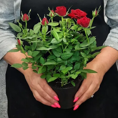 Красивые розы в горшочках: фото с разными форматами