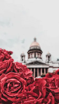 Фото роз в высоком разрешении: png формат для скачивания