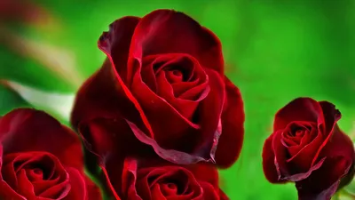 Фотка розы: скачать изображение в нужном формате