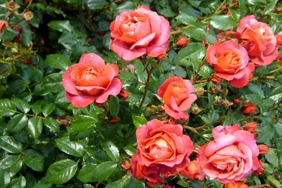 Фото роз в клумбе с разными размерами