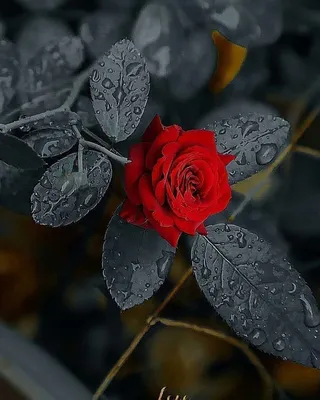 Красивые розы: выбирайте свой формат изображения (jpg, png, webp)