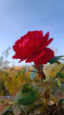 Фотографии роз: превосходная красота в различных форматах