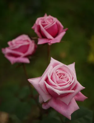 Исключительные фото роз в высоком качестве (jpg, png, webp)