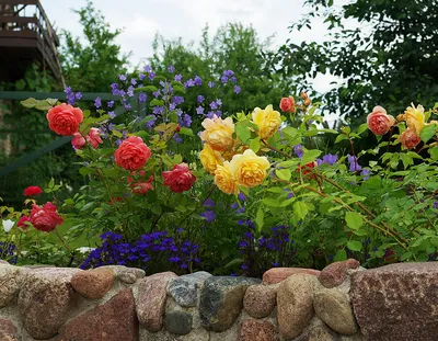 Чарующие розы в ландшафте - Фото на выбор: jpg, png, webp