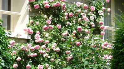 Фантастические розы в ландшафте - Фото размером на выбор: jpg, png, webp