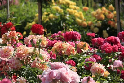 Уникальные розы в ландшафте - Лучшие изображения: jpg, png, webp