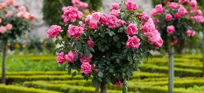 Великолепные розы в ландшафте - Изображения для скачивания: jpg, png, webp