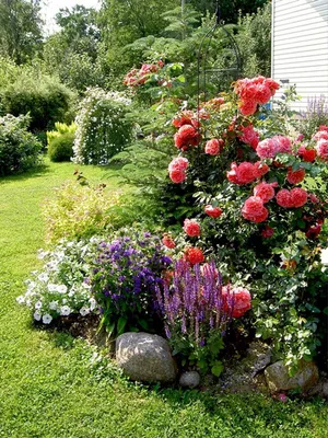 Потрясающие розы в ландшафте - Фото на выбор: jpg, png, webp