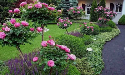 Роскошные розы в ландшафте - Фотографии в форматах jpg, png, webp