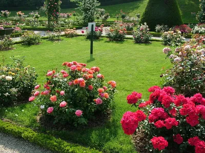 Изысканные розы в ландшафте - Фотографии формата jpg, png, webp