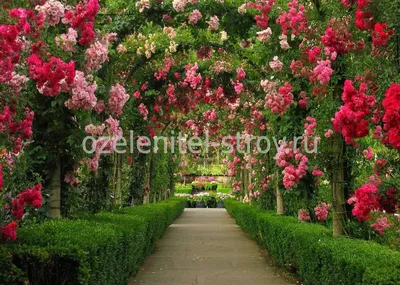 Сказочные розы в ландшафте - Фотографии формата jpg, png, webp