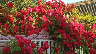 Замечательные розы в ландшафте - Изображения для скачивания: jpg, png, webp