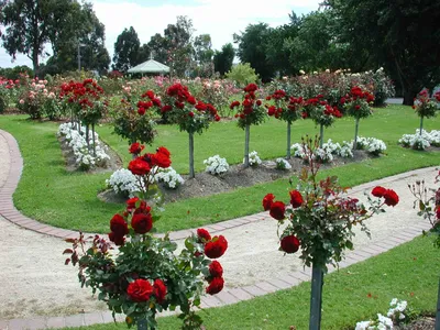 Пленительные розы в ландшафте - Фото на выбор: jpg, png, webp
