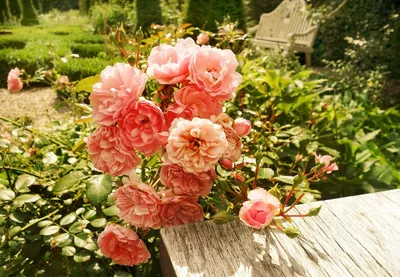 Фото роз в ландшафте с восхитительными цветами - Миниатюры: jpg, png, webp