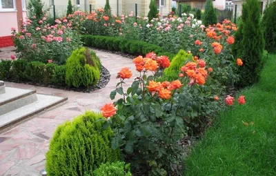 Бесподобные розы в ландшафте - Фото размером на выбор: jpg, png, webp