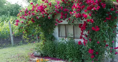 Восхитительные розы в ландшафте - Фото размером на выбор: jpg, png, webp